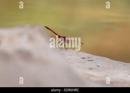 Rote TropfLibelle männlich (Trithemis arteriosa) auf Stein, Ägypten Stockfoto