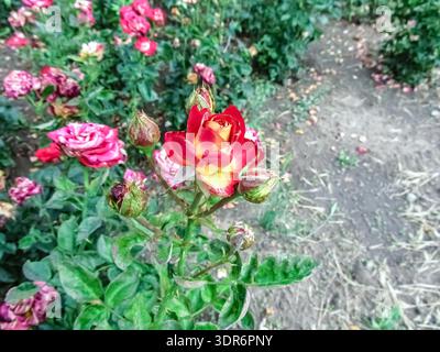 Bezaubernde zweifarbige Rosen in einer Gartenumgebung, mit aufklappbaren Knospen für die natürliche Schönheit. Perfekt für Blumenmuster Stockfoto