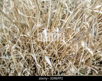 Sonnengebleichte Blätter aus trockenem Gras bilden einen texturierten Wandteppich über den Rahmen. Spätsommerfelder bereit für die Ernte Stockfoto