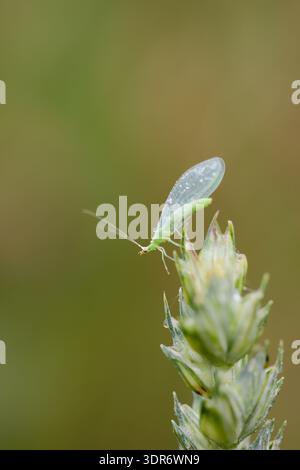 Grüne Schnürung (Chrysoperla carnea), bedeckt mit Morgentautropfen, hoch auf einem Grasblatt vor einem weichen grünen Hintergrund. Stockfoto