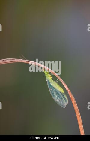 Grüne Schnürung (Chrysoperla carnea), bedeckt mit Morgentautropfen, hoch auf einem Grasblatt vor einem weichen grünen Hintergrund. Stockfoto