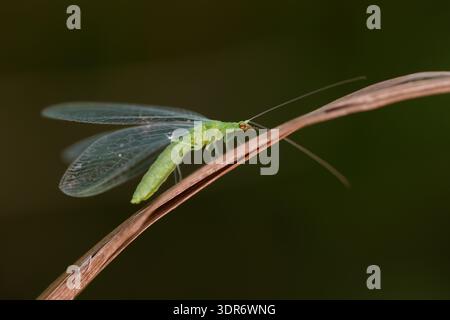 Grüne Schnürung (Chrysoperla carnea), bedeckt mit Morgentautropfen, hoch auf einem Grasblatt vor einem weichen grünen Hintergrund. Stockfoto