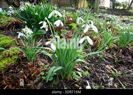 Weiße Winterblumen von gewöhnlichen Schneeglöckchen, galanthus nivalis, im britischen Wald Februar Stockfoto