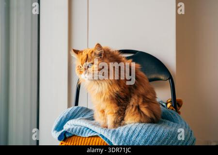 Porträt einer flauschigen Ingwerkatze, die am Fenster sitzt Stockfoto