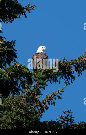 Weißkopfseeadler (Haliaeetus leucocephalus), der auf einem Nadelbaumzweig vor einem klaren blauen Himmel thronte und von der Baumspitze in einem natürlichen Wald herabblickte Stockfoto