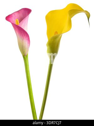 Rosa und gelbe Calla-Blüten isoliert auf weißem Hintergrund Stockfoto