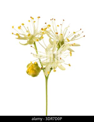 Linden Blumen isoliert auf weißem Hintergrund Stockfoto
