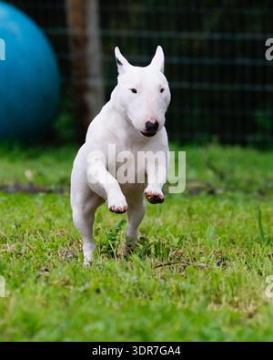 Weißer Miniatur-Bullterrier, der durch das Gras läuft und springt Stockfoto