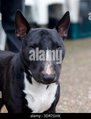 Natürlicher Portraitkopf eines schwarzen Bullterriers im Freien Stockfoto