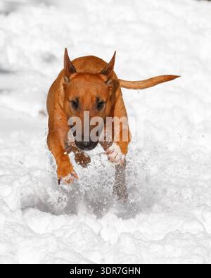 Miniatur-Bullterrier im Winter, der durch den Schnee läuft Stockfoto