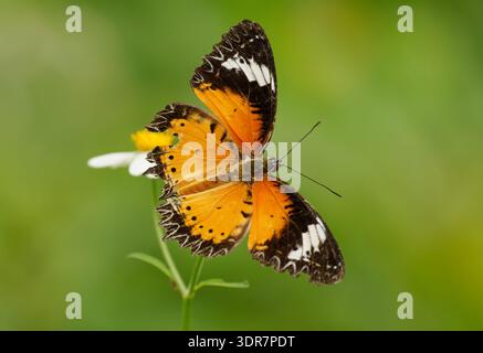 Leopardenschnürschalter (Cethosia cyane) auf Wildblume mit Flügeln ausgebreitet, Sulawesi, Indonesien; lebhafte orange, schwarz-weiße tropische butte Stockfoto