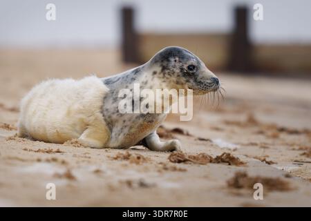 Graurobbenjunges (Halichoerus grypus) am Sandstrand, England, Großbritannien; Jungsäugetiere mit geflecktem Kopf und weichem Fell, Porträt der Tierwelt an der Küste Stockfoto