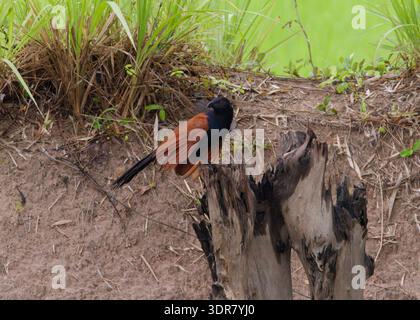 Ein großer Coucal (Centropus sinensis), der auf einem Baumstumpf in seinem natürlichen Lebensraum in Isaan Thailand thront Stockfoto