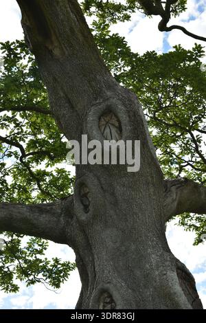 Prächtige alte Eiche (Quercus robur) Stockfoto