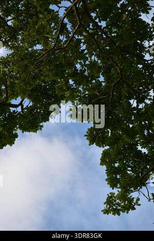 Prächtige alte Eiche (Quercus robur) Stockfoto