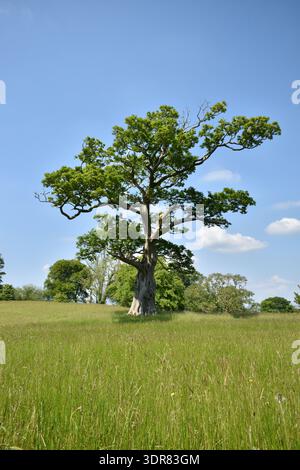 Prächtige alte Eiche (Quercus robur) Stockfoto