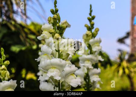Hummel auf der Suche nach einer weißen snapdragon-Blüte (Antirrhinum majus). Stockfoto