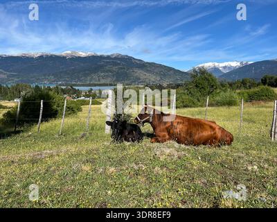 Zwei Kühe, die auf grünem Gras im Vordergrund ruhen, mit einem malerischen Bergsee und schneebedeckten Gipfeln, erheben sich hinter dem Wasser und schaffen eine dramatische Alpenwelt Stockfoto