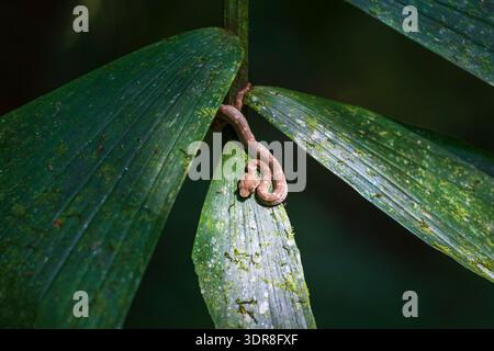 Wimpernviper (Bothriechis schlegelii), Mistico Hanging Bridges Park, Provinz Alajuela, Costa Rica Stockfoto