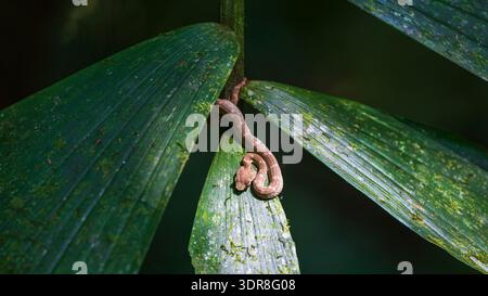 Wimpernviper (Bothriechis schlegelii), Mistico Hanging Bridges Park, Provinz Alajuela, Costa Rica Stockfoto