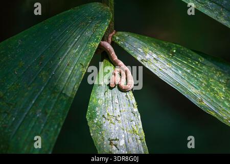 Wimpernviper (Bothriechis schlegelii), Mistico Hanging Bridges Park, Provinz Alajuela, Costa Rica Stockfoto