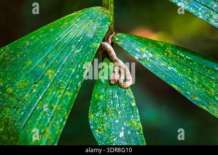 Wimpernviper (Bothriechis schlegelii), Mistico Hanging Bridges Park, Provinz Alajuela, Costa Rica Stockfoto