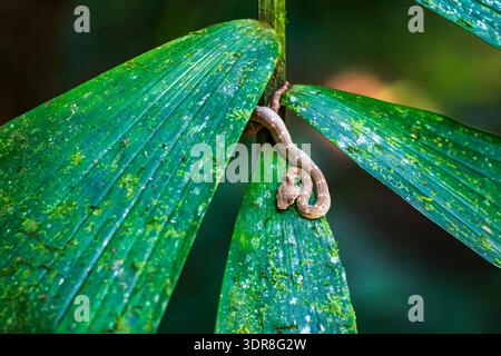 Wimpernviper (Bothriechis schlegelii), Mistico Hanging Bridges Park, Provinz Alajuela, Costa Rica Stockfoto