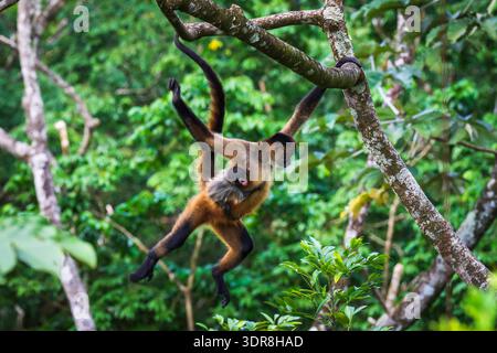 Geoffroys Spinnenkäffchen und Baby (Ateles geoffroyi), Arenal Vulcano Nationalpark, Provinz Alajuela, Costa Rica Stockfoto