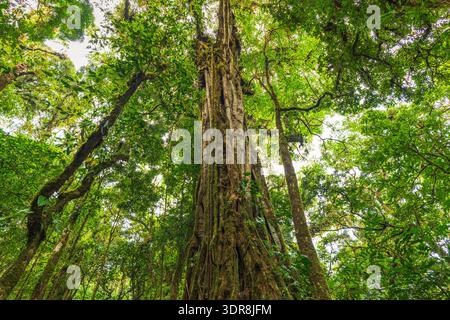 Strangler Feige (Ficus), Monteverde Cloud Forest Preserve, Provinz Puntarenas, Costa Rica Stockfoto