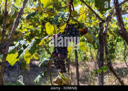 Lila Trauben, die auf einer Weinrebe auf einem kleinen Bauernhof in Salto do Lontra Parana Brasilien Reifen Stockfoto