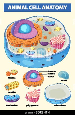 Detaillierte Vektor-Illustration einer tierischen Zellstruktur mit markierten Organellen und leuchtenden Farben. Stock Vektor