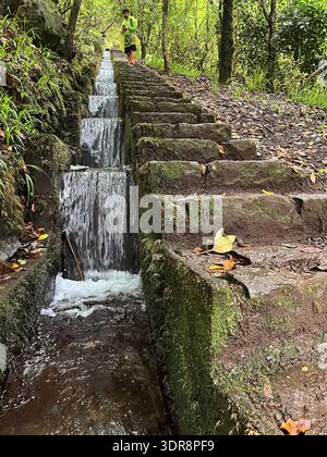 Steinstufen mit fließendem Bewässerungskanal in üppigem Wald, Madeira, mit Wanderern in Regenjacke darüber. Stockfoto
