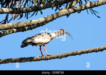 Ibis hockte auf einem Zweig vor einem klaren blauen Himmel in Salto do Lontra Parana Brasilien Stockfoto