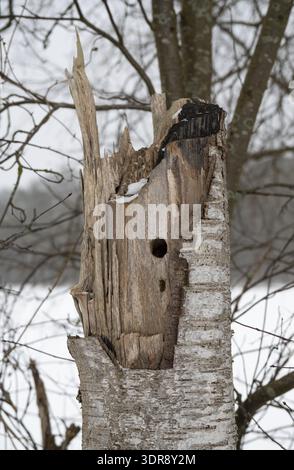 Toter Baumstamm mit Spechtlöchern im verschneiten Wald, Wanderung durch verschneite Moore zwischen Aschen, Diepholz und Lohne, Niedersachsen Stockfoto