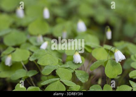Sauerampfer mit weißen Blüten, die im Frühling im Wald wachsen Stockfoto