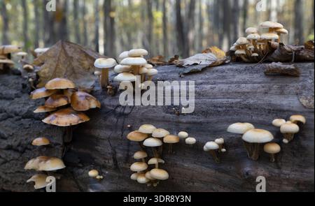 Gruppe von gelben Pilzen, die auf einem Baumstamm im Herbstwald wachsen Stockfoto