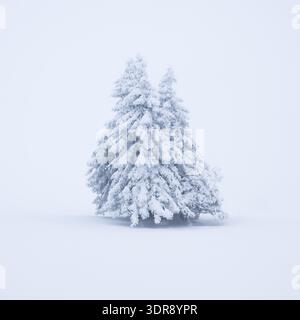 Schneebedeckte Bäume (Abies alba) stehen in einer ruhigen, weißen Winterszene, die ein Gefühl von Ruhe und Einsamkeit weckt, Feldberg, Baden-Württemberg, Deutschland Stockfoto