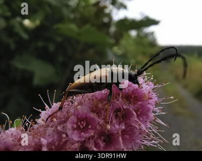 Rothalsbock (stictoleptura rubra) mit langen Antennen, die auf einer rosa Blume (spiraea japonica) sitzen, Naturpark Fränkischer Wald Stockfoto