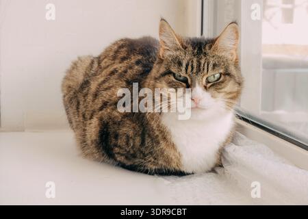 Tabby Katze Haustier Porträt auf sonnigem Fensterbrett für Design, Karte, Poster und Hintergrund - gemütliche Hauskatze mit grünen Augen, weißer Brust und gestreiftem Pelz Stockfoto