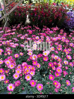 Wunderschöne rosa Kanarische Insel Daisy, auch bekannt als die Marguerite Daisy in voller Blüte wächst im Garten. Perfekt für Blumen- und botanische Themen. Stockfoto