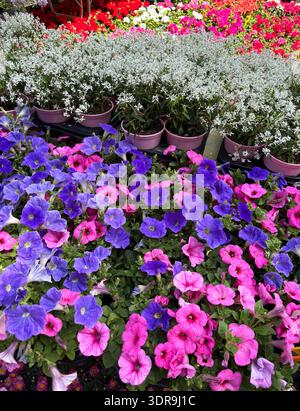 Wunderschöne, vergossene Fuchsia und violette Petunien oder Surfinias unten und weiße Euphorbia Diamond Frost Blüten oben an einer Pflanze und Blume mar Stockfoto