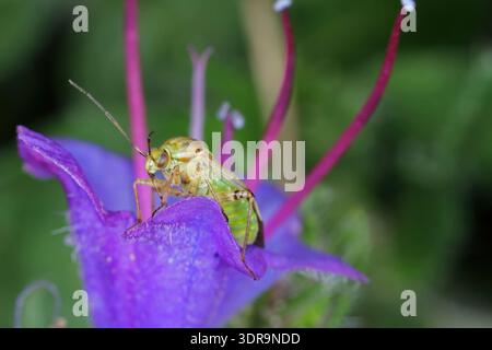 Nahaufnahme des Bischofs Lygus sp. Auf einer Blume sitzen. Stockfoto