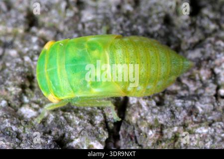Larva, Nymphe des Eichenblattes (Iassus lanio) auf der Rinde einer Eiche. Stockfoto