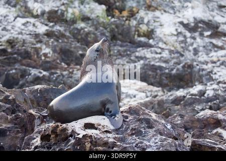 Neuseeländische Pelzrobbe auf den Felsen vor der Nordinsel Stockfoto