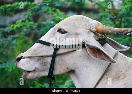Nahaufnahme eines Ochsen. Stockfoto
