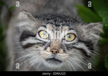 Pallas Katze Manul Otocolobus manul süße Wildkatze Stockfoto