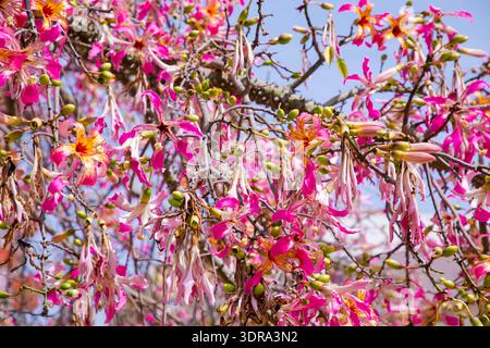 Rosafarbene Blüten des Seidenseidenbaums Ceiba speciosa Stockfoto