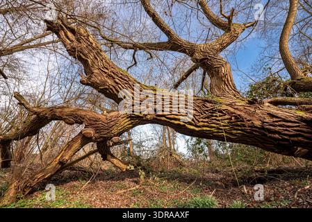 Baumstamm, Baumkrone und Äste einer knorrigen, alten Eiche mit gefallenem Unterholz Stockfoto