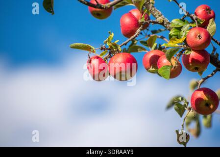 Reife, roter Äpfel hängen am AST eines Apfelbaums im Sonnenschein Stockfoto