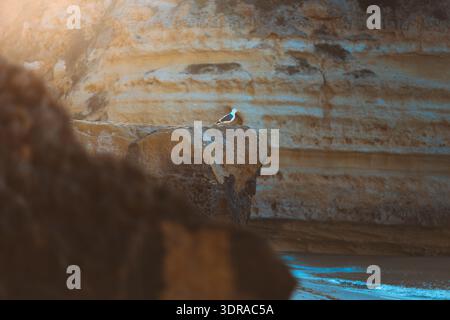 Blick auf eine einsame Möwe auf einer sonnengeküssten Felsformation vor den zerklüfteten Klippen und sanften Wellen der Küste, Portimão, Faro, Portugal. Stockfoto